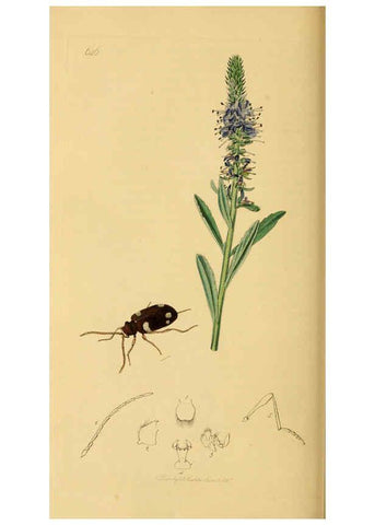 Reproducción/Reproduction 6021876789: British entomology. v.2 London,Printed for the author,1823-40
