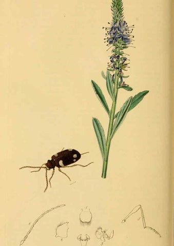 Reproducción/Reproduction 6021876789: British entomology. v.2 London,Printed for the author,1823-40