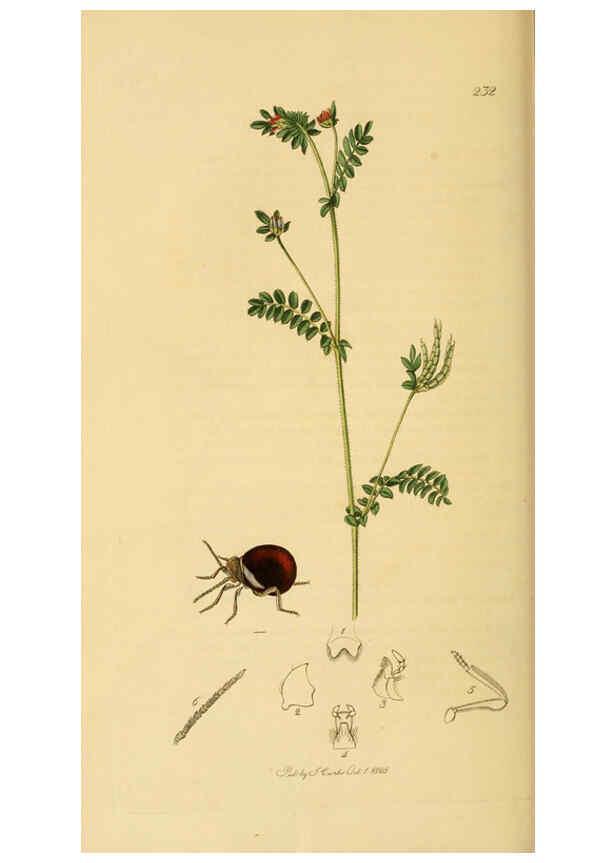 Reproducción/Reproduction 6022433742: British entomology. v.2 London,Printed for the author,1823-40