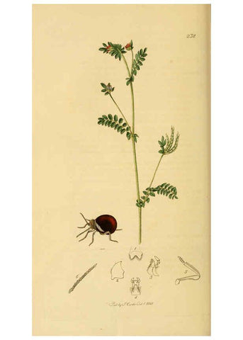 Reproducción/Reproduction 6022433742: British entomology. v.2 London,Printed for the author,1823-40