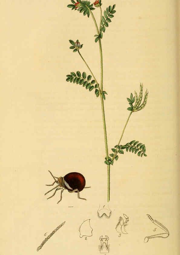 Reproducción/Reproduction 6022433742: British entomology. v.2 London,Printed for the author,1823-40