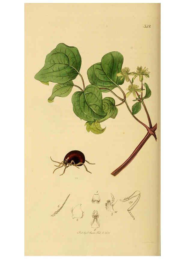 Reproducción/Reproduction 6021877463: British entomology. v.2 London,Printed for the author,1823-40