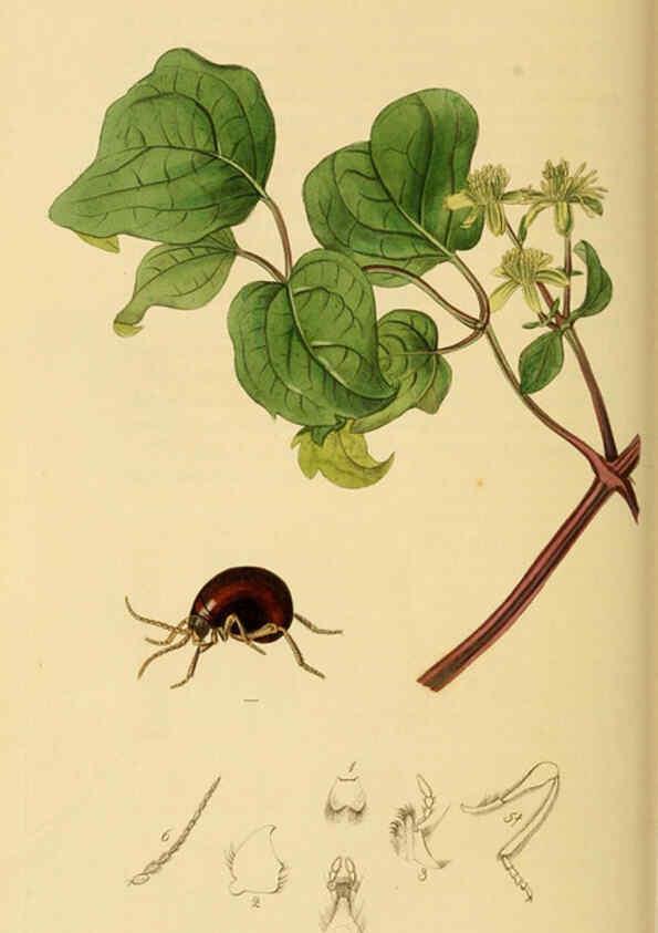 Reproducción/Reproduction 6021877463: British entomology. v.2 London,Printed for the author,1823-40