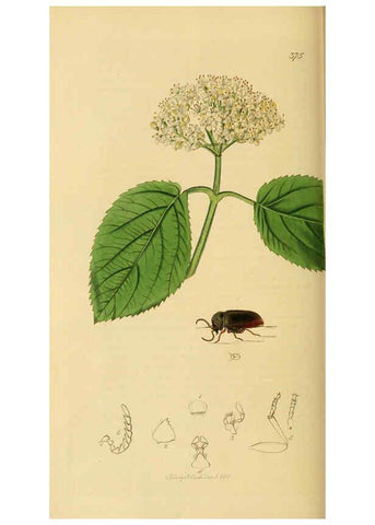 Reproducción/Reproduction 6021877793: British entomology. v.2 London,Printed for the author,1823-40