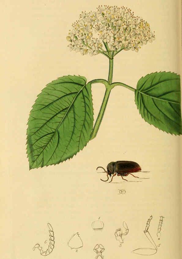 Reproducción/Reproduction 6021877793: British entomology. v.2 London,Printed for the author,1823-40
