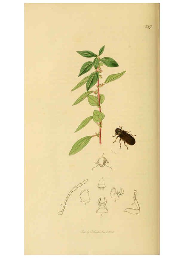 Reproducción/Reproduction 6021878239: British entomology. v.2 London,Printed for the author,1823-40