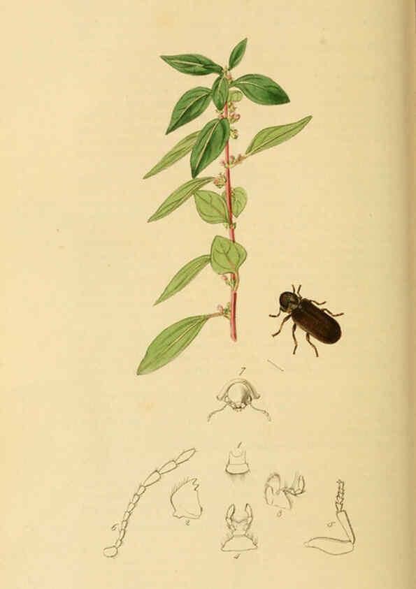 Reproducción/Reproduction 6021878239: British entomology. v.2 London,Printed for the author,1823-40