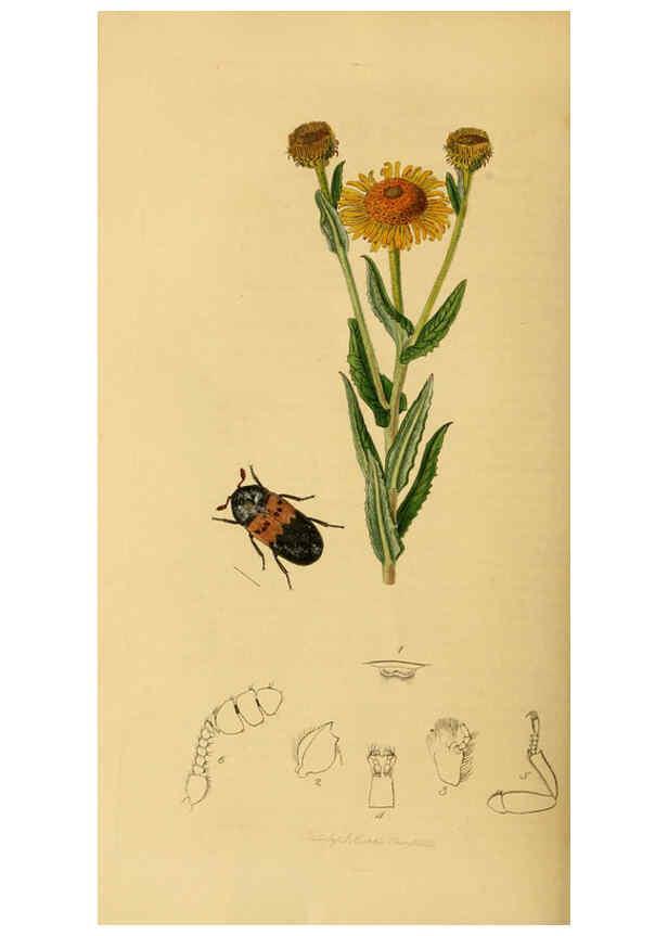 Reproducción/Reproduction 6022435050: British entomology. v.2 London,Printed for the author,1823-40