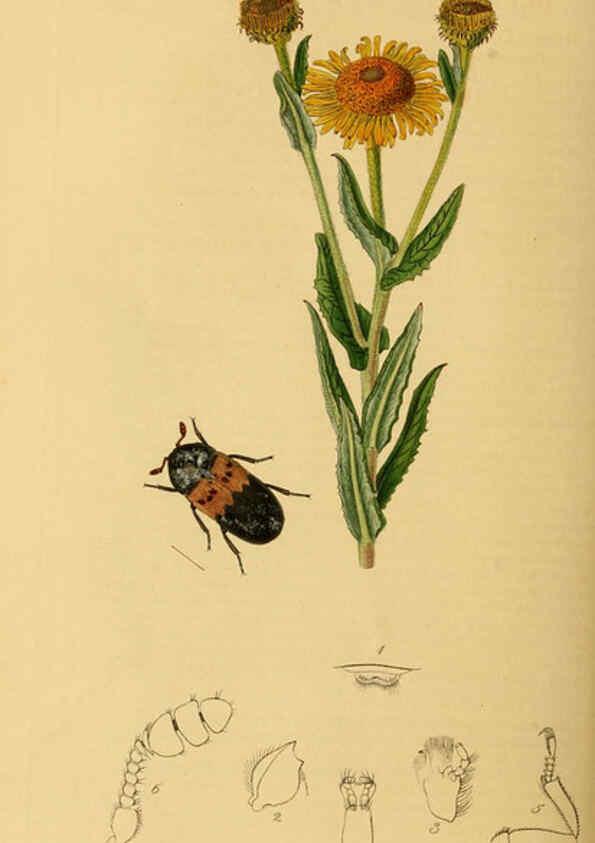 Reproducción/Reproduction 6022435050: British entomology. v.2 London,Printed for the author,1823-40