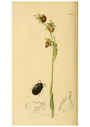 Reproducción/Reproduction 6022435344: British entomology. v.2 London,Printed for the author,1823-40