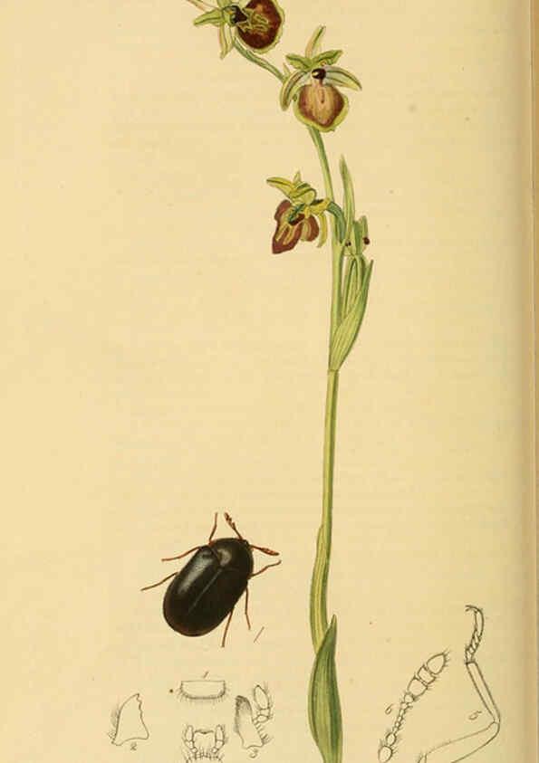 Reproducción/Reproduction 6022435344: British entomology. v.2 London,Printed for the author,1823-40