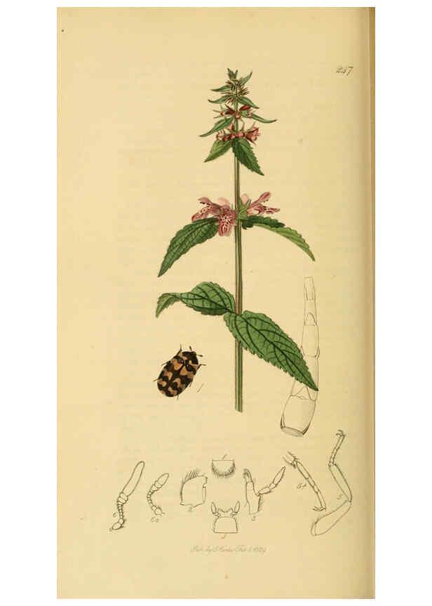Reproducción/Reproduction 6021879451: British entomology. v.2 London,Printed for the author,1823-40