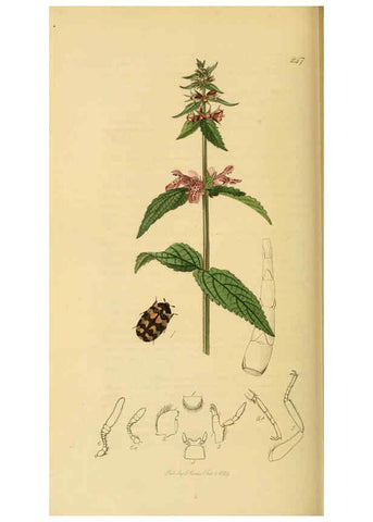 Reproducción/Reproduction 6021879451: British entomology. v.2 London,Printed for the author,1823-40