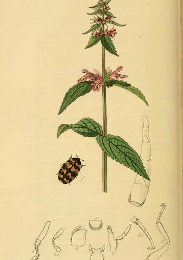 Reproducción/Reproduction 6021879451: British entomology. v.2 London,Printed for the author,1823-40