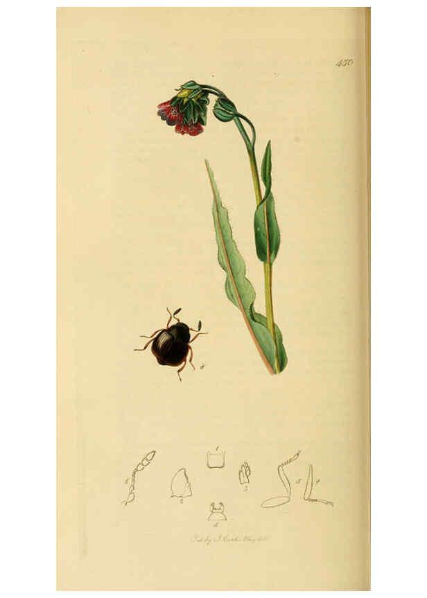 Reproducción/Reproduction 6021879959: British entomology. v.2 London,Printed for the author,1823-40