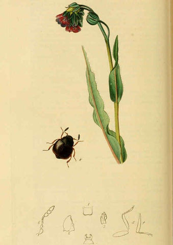 Reproducción/Reproduction 6021879959: British entomology. v.2 London,Printed for the author,1823-40