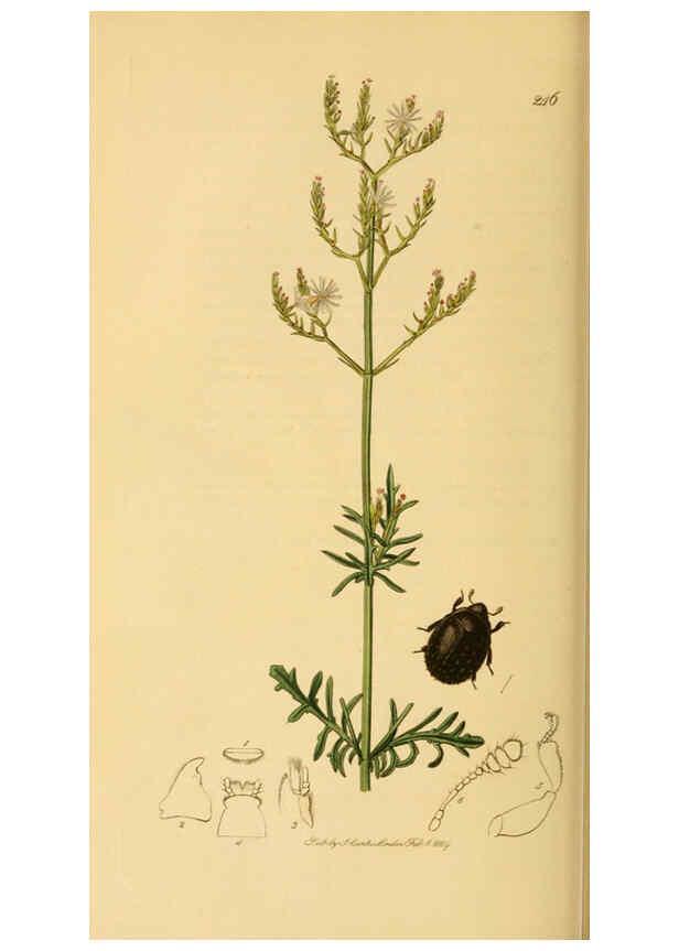 Reproducción/Reproduction 6021880241: British entomology. v.2 London,Printed for the author,1823-40