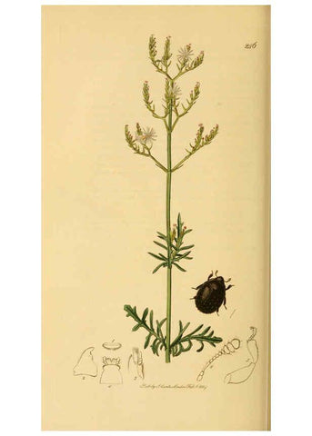Reproducción/Reproduction 6021880241: British entomology. v.2 London,Printed for the author,1823-40