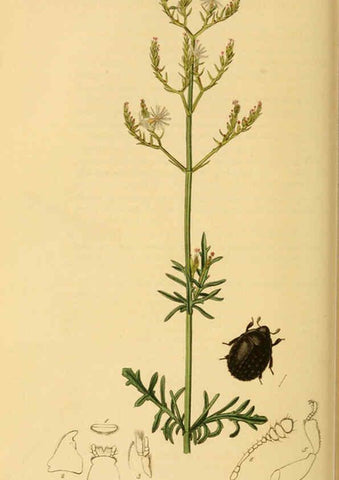 Reproducción/Reproduction 6021880241: British entomology. v.2 London,Printed for the author,1823-40