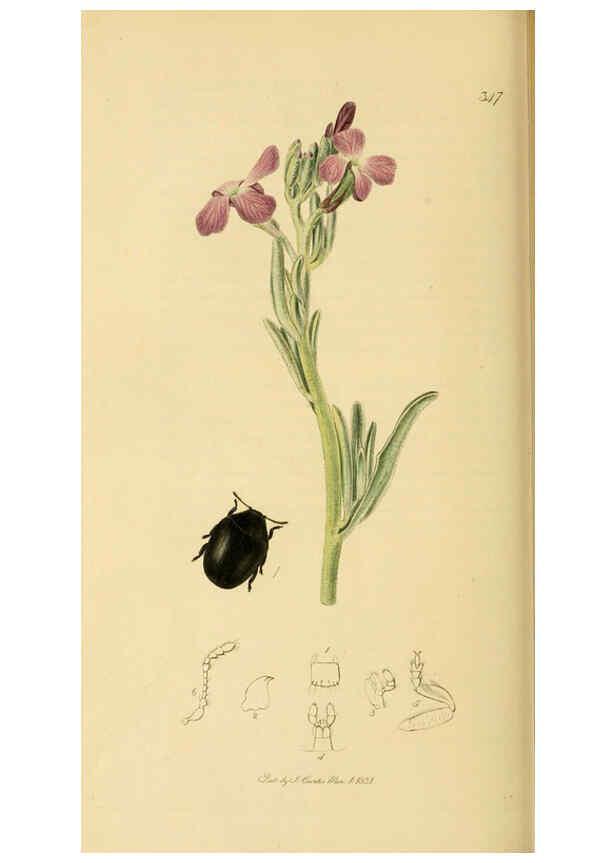 Reproducción/Reproduction 6021880903: British entomology. v.2 London,Printed for the author,1823-40