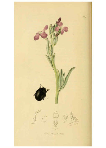Reproducción/Reproduction 6021880903: British entomology. v.2 London,Printed for the author,1823-40