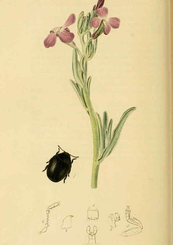 Reproducción/Reproduction 6021880903: British entomology. v.2 London,Printed for the author,1823-40