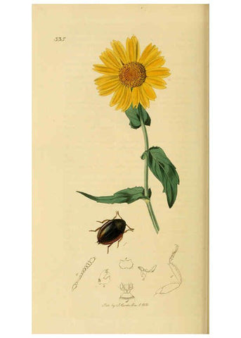 Reproducción/Reproduction 6022437884: British entomology. v.2 London,Printed for the author,1823-40