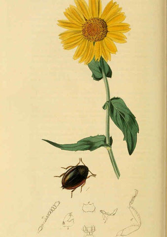 Reproducción/Reproduction 6022437884: British entomology. v.2 London,Printed for the author,1823-40