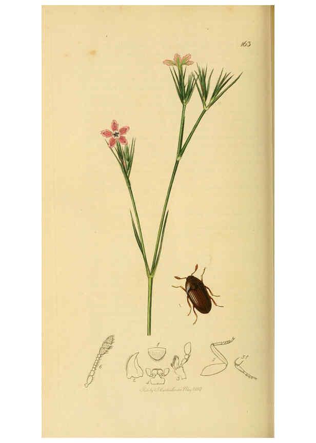 Reproducción/Reproduction 6021881959: British entomology. v.2 London,Printed for the author,1823-40