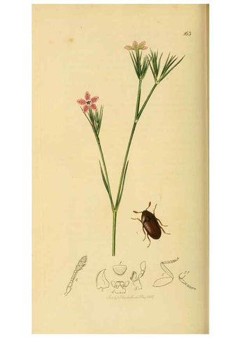 Reproducción/Reproduction 6021881959: British entomology. v.2 London,Printed for the author,1823-40