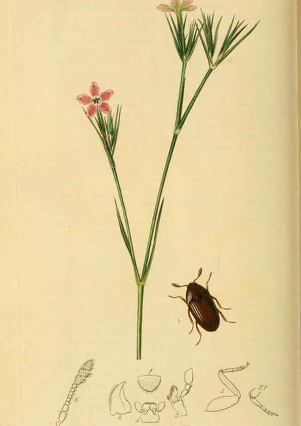 Reproducción/Reproduction 6021881959: British entomology. v.2 London,Printed for the author,1823-40