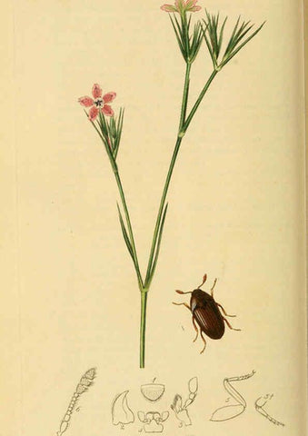 Reproducción/Reproduction 6021881959: British entomology. v.2 London,Printed for the author,1823-40
