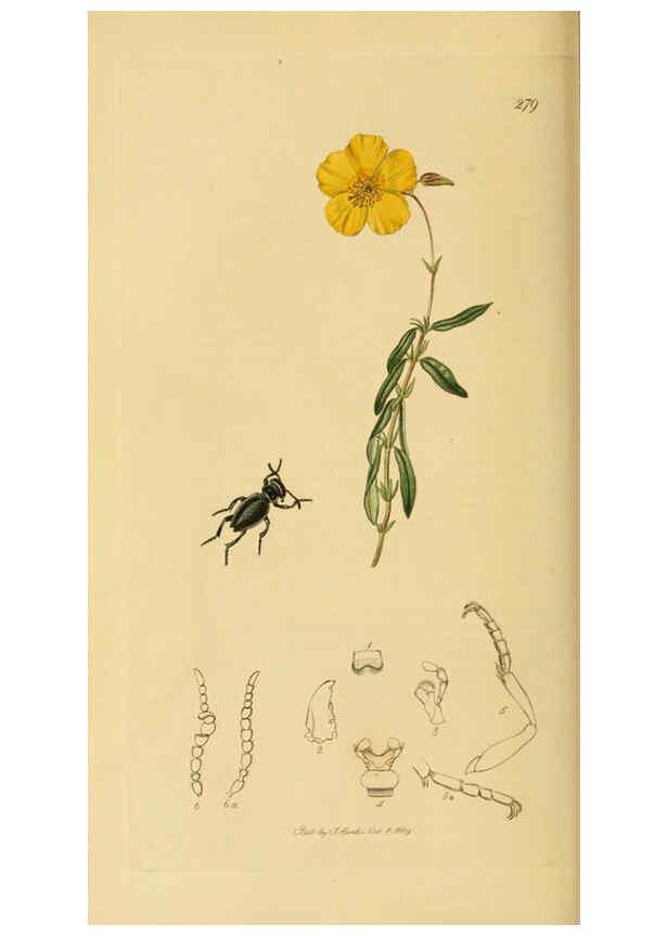 Reproducción/Reproduction 6022430828: British entomology. v.2 London,Printed for the author,1823-40