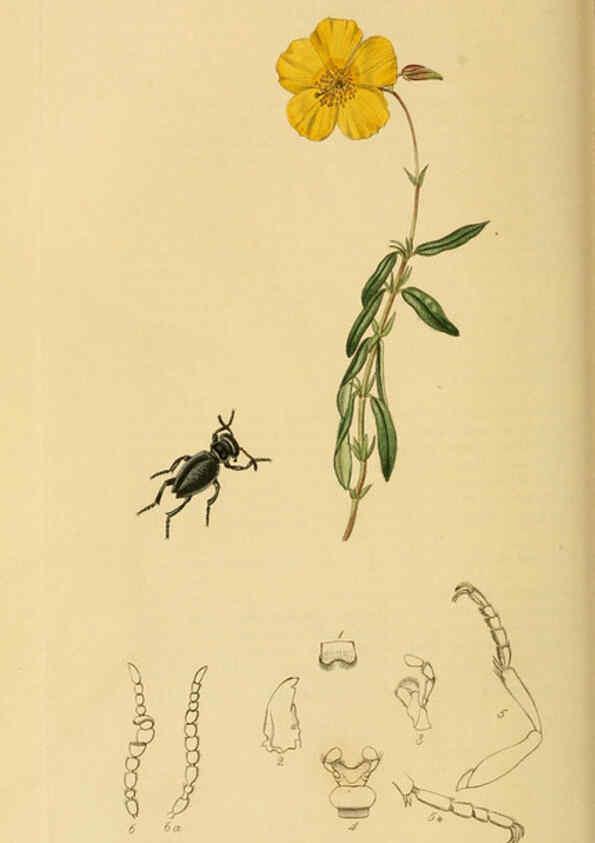 Reproducción/Reproduction 6022430828: British entomology. v.2 London,Printed for the author,1823-40