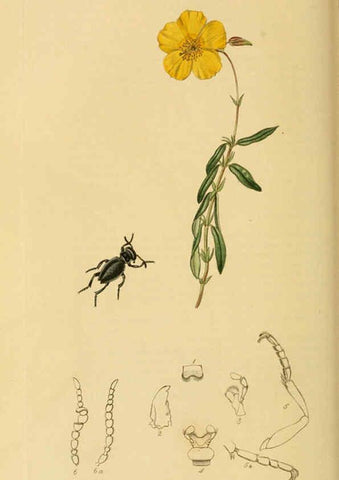 Reproducción/Reproduction 6022430828: British entomology. v.2 London,Printed for the author,1823-40