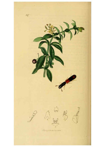 Reproducción/Reproduction 6022446740: British entomology. v.2 London,Printed for the author,1823-40