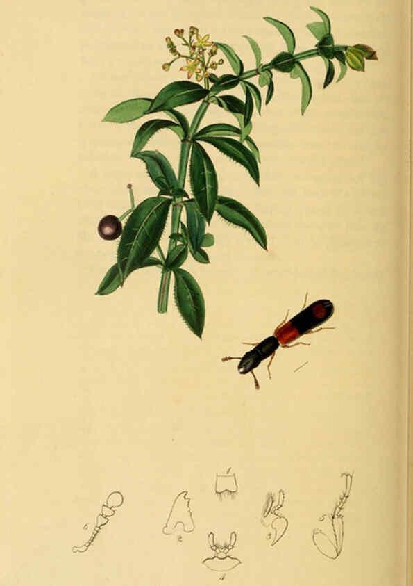 Reproducción/Reproduction 6022446740: British entomology. v.2 London,Printed for the author,1823-40