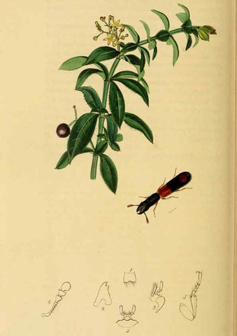 Reproducción/Reproduction 6022446740: British entomology. v.2 London,Printed for the author,1823-40