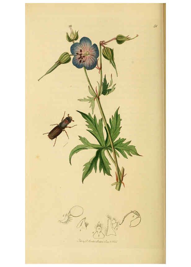 Reproducción/Reproduction 6022447476: British entomology. v.2 London,Printed for the author,1823-40