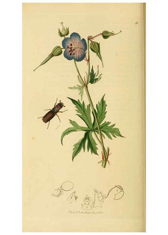 Reproducción/Reproduction 6022447476: British entomology. v.2 London,Printed for the author,1823-40