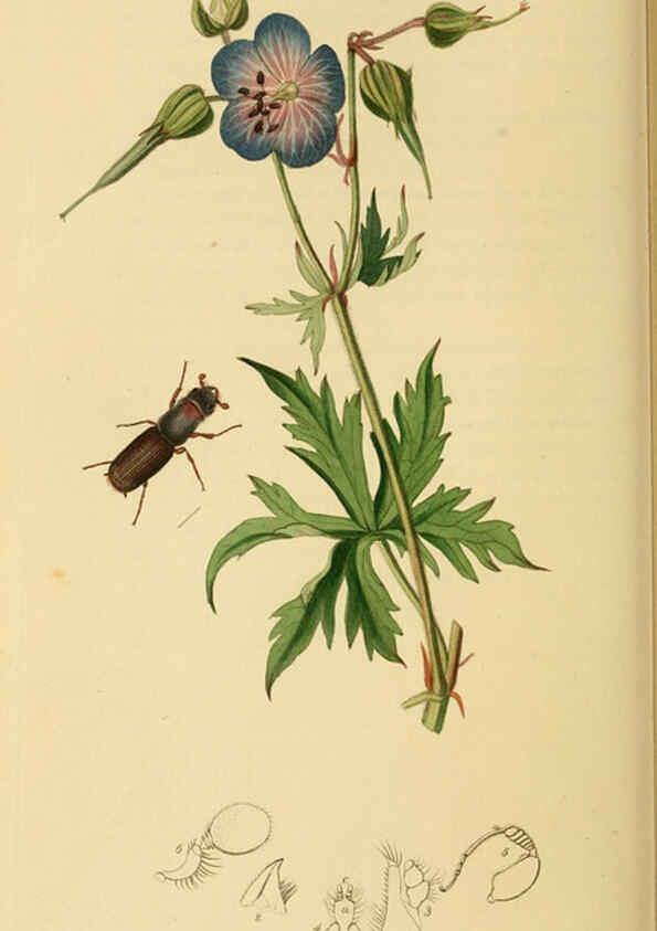Reproducción/Reproduction 6022447476: British entomology. v.2 London,Printed for the author,1823-40