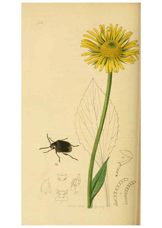 Reproducción/Reproduction 6022456612: British entomology. v.2 London,Printed for the author,1823-40