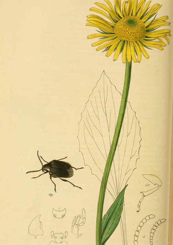 Reproducción/Reproduction 6022456612: British entomology. v.2 London,Printed for the author,1823-40
