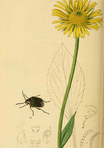 Reproducción/Reproduction 6022456612: British entomology. v.2 London,Printed for the author,1823-40