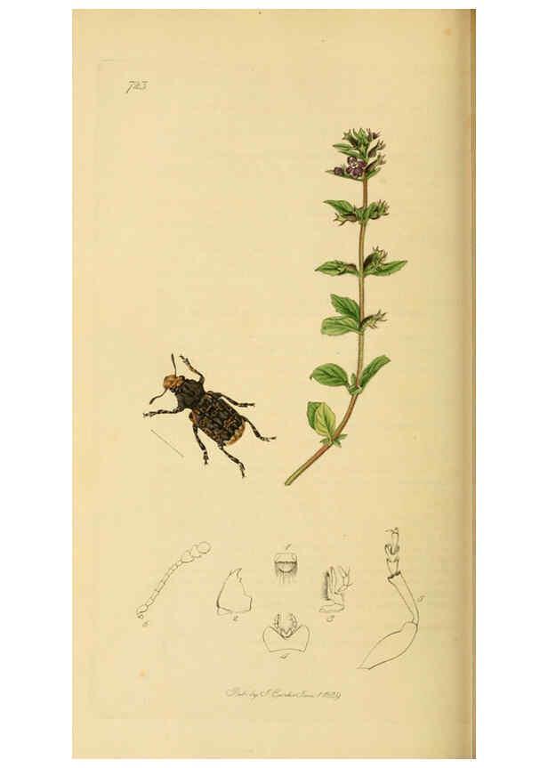 Reproducción/Reproduction 6022456956: British entomology. v.2 London,Printed for the author,1823-40