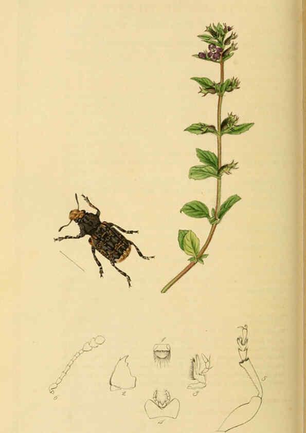 Reproducción/Reproduction 6022456956: British entomology. v.2 London,Printed for the author,1823-40