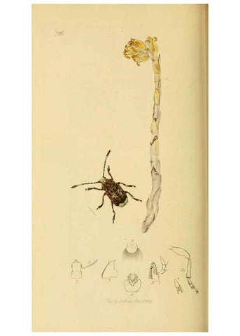 Reproducción/Reproduction 6022457260: British entomology. v.2 London,Printed for the author,1823-40