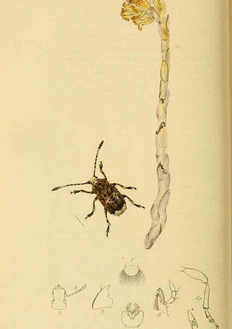 Reproducción/Reproduction 6022457260: British entomology. v.2 London,Printed for the author,1823-40
