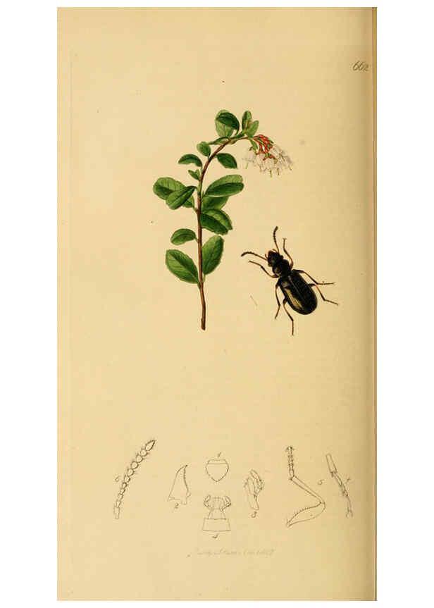 Reproducción/Reproduction 6021900817: British entomology. v.2 London,Printed for the author,1823-40