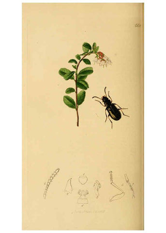 Reproducción/Reproduction 6021900817: British entomology. v.2 London,Printed for the author,1823-40